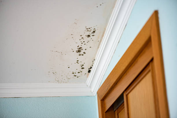 Best Emergency Mold Removal  in Waterman, IL