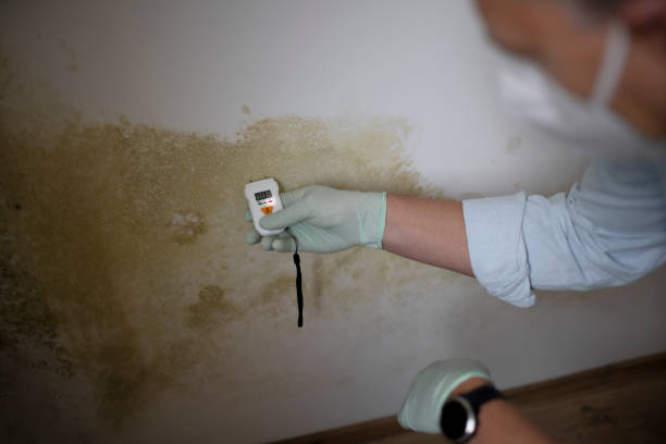 Best Office Mold Removal Services  in Waterman, IL