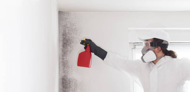 Best Fast Mold Removal  in Waterman, IL