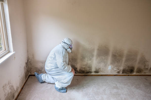 Home Mold Removal in Waterman, IL