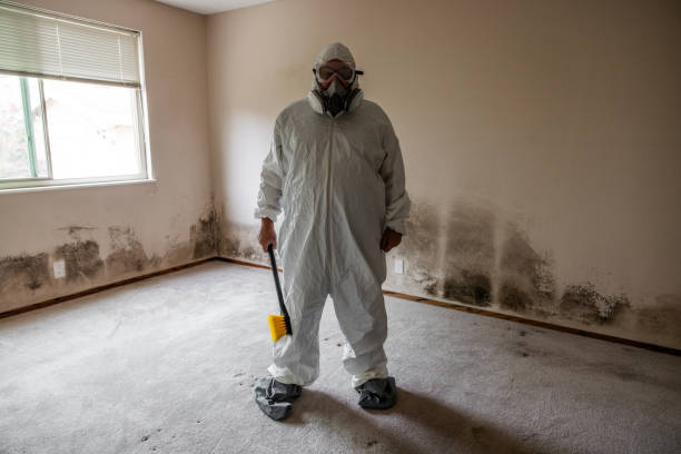 Professional Mold Removal in Waterman, IL