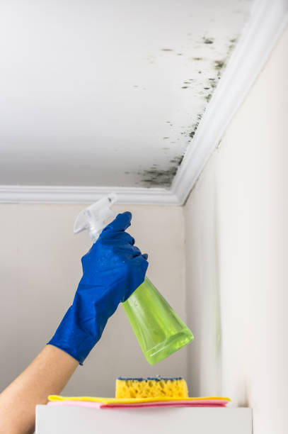 Best Black Mold Removal  in Waterman, IL
